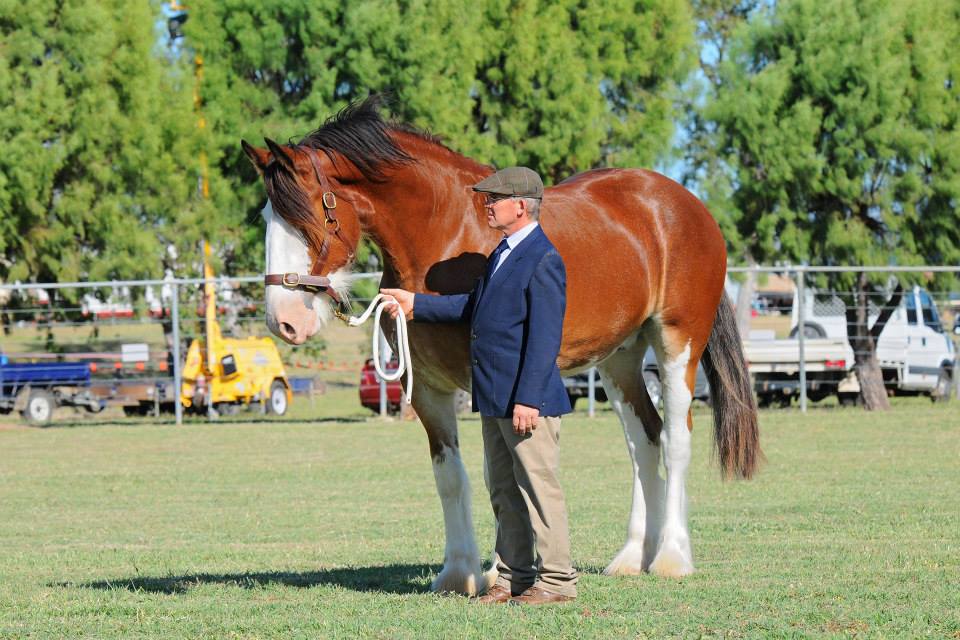 Nevah Dominator (Bert) in the gelding class  at Callide Valley Show Biloela @Earlsfield Clydesdale Stud